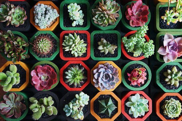 comment planter et entretenir des plantes succulentes pour un jardin résistant à la sécheresse