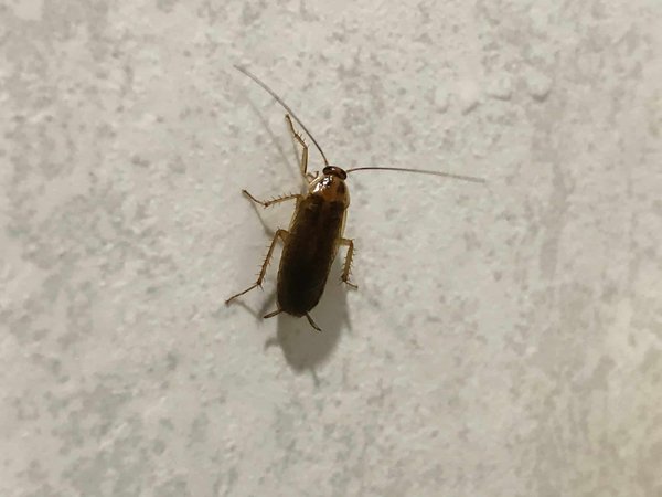 Expert anti-nuisible à Drôme : tout savoir sur ses services